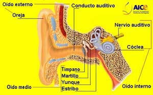 Esquema del oido